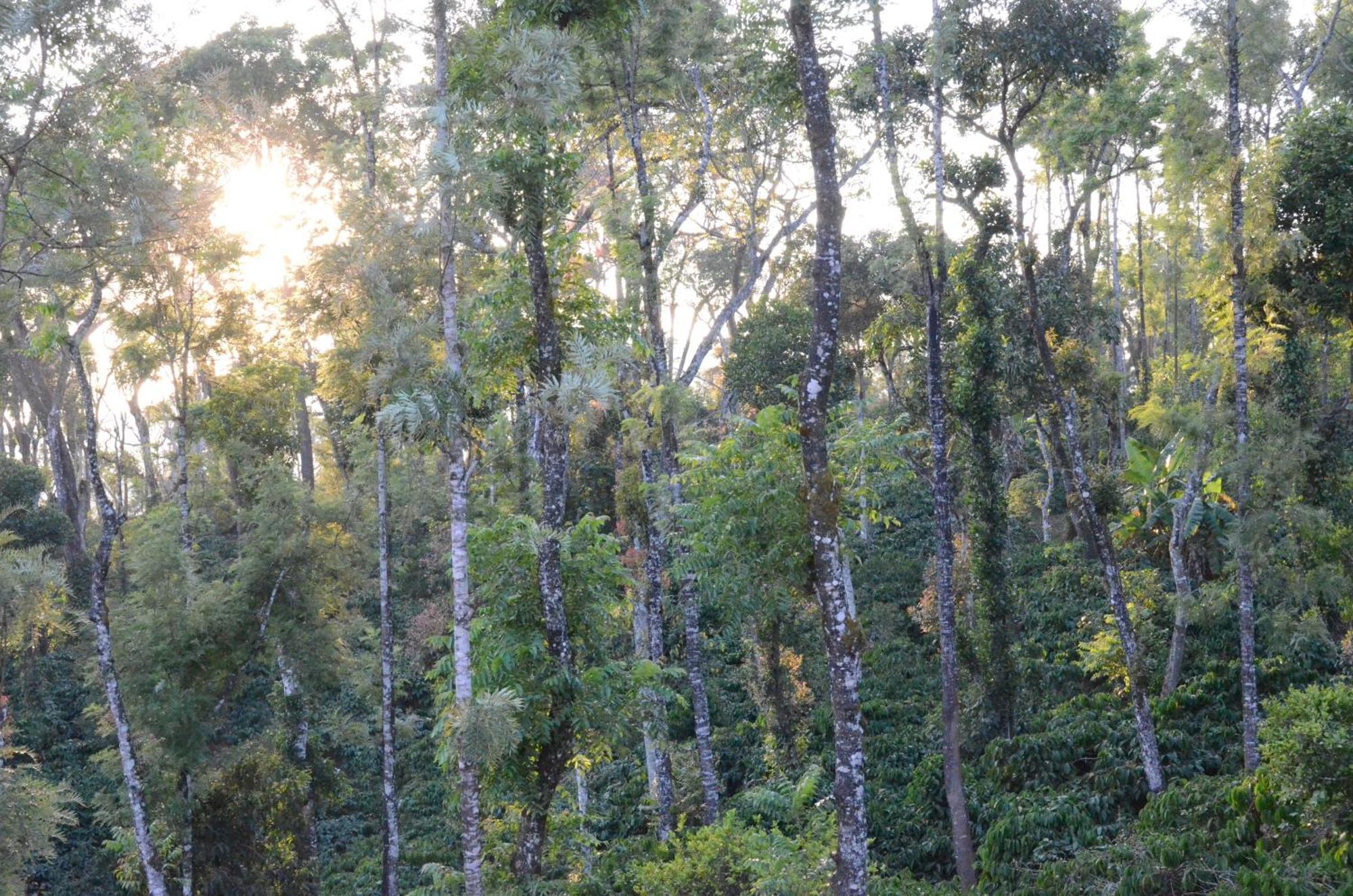 Ibbanicadu Estate Homestay Madikeri Exteriör bild